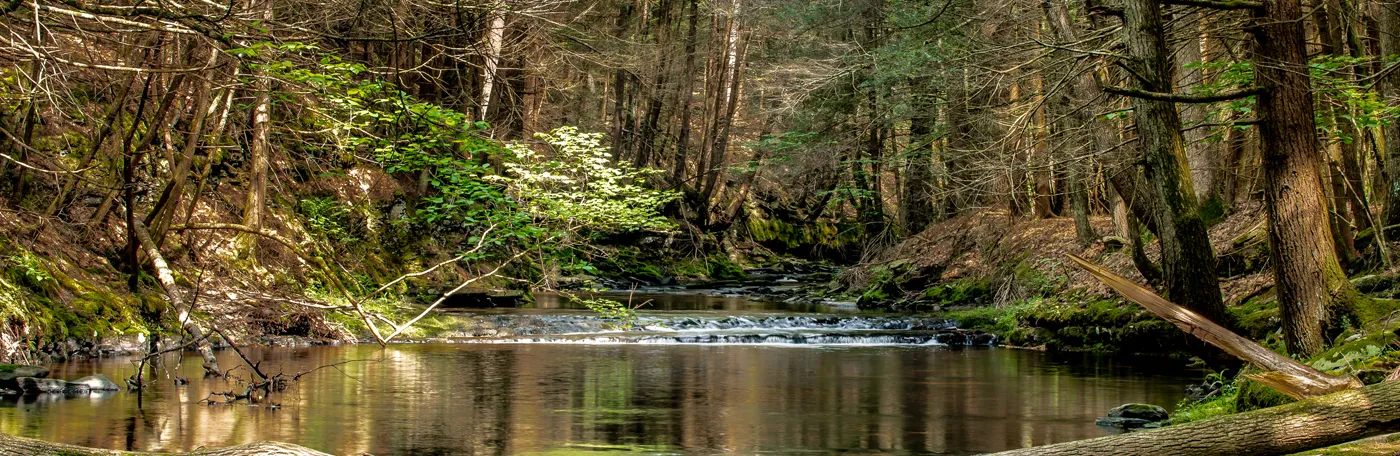 pond in a forrest